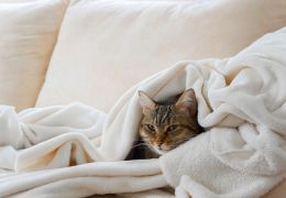 5 dicas para cuidar do seu gato no inverno