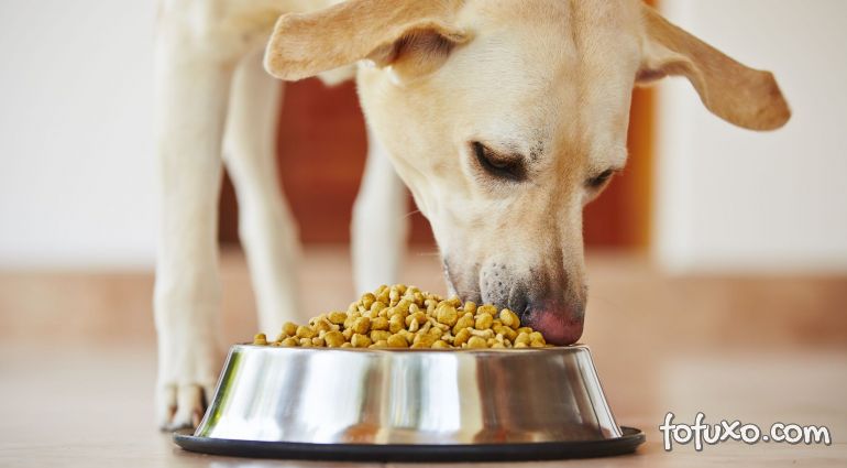 Saiba qual melhor horário para dar comida ao seu cão
