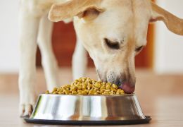 Saiba qual melhor horário para dar comida ao seu cão