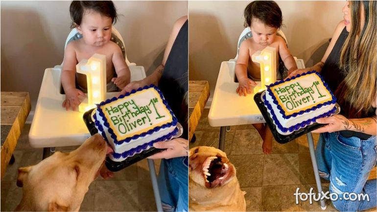 Cachorro lambe bolo de aniversário de criança