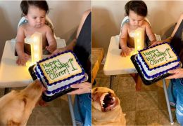Cachorro lambe bolo de aniversário de criança