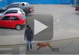 Cachorro caramelo atropela homem na faixa de pedestres