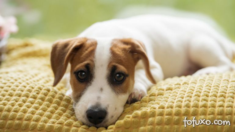 Pesquisa indica que um em cada cinco cães vai desenvolver câncer