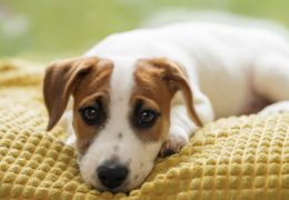 Pesquisa indica que um em cada cinco cães vai desenvolver câncer
