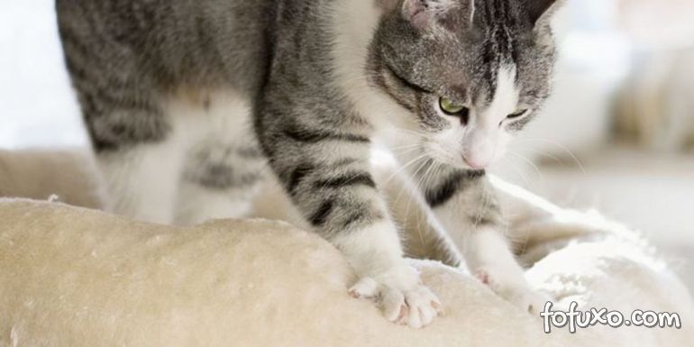 Por que gatos “amassam pãozinho” com as patas?