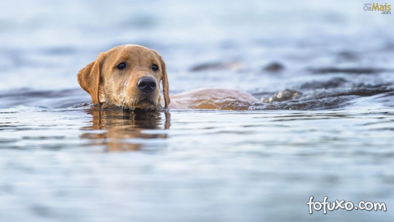 É verdade que todos os cachorros sabem nadar?