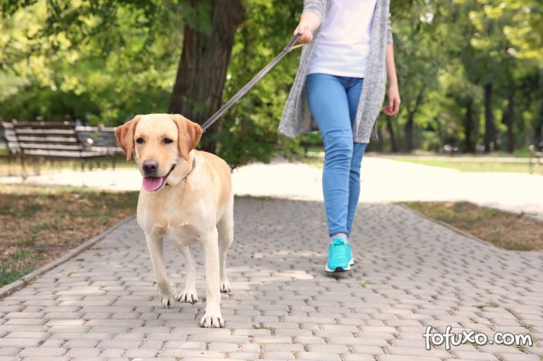 Caminhando com o cão: confira um plano para se exercitar junto com seu amigo