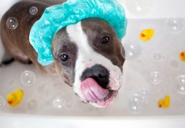 Confira algumas dicas para dar banho no seu cachorro durante o inverno