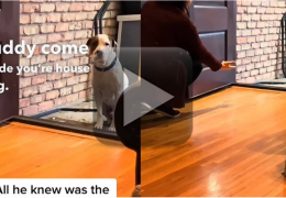 Cachorro se emociona ao entrar dentro de uma casa pela primeira vez