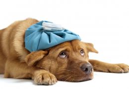 Saiba como identificar a gripe canina