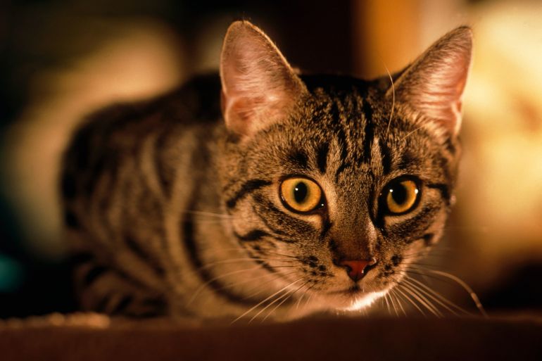 5 dicas para conseguir tirar uma foto perfeita do seu gato