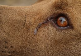 Por que alguns cachorros lacrimejam em excesso?