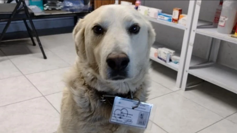 Cachorro é “contratado” como chefe de segurança de uma farmácia
