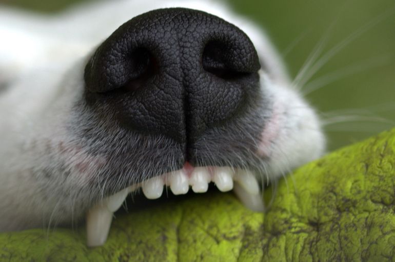 Como manter os dentes do seu cachorro limpos em 5 passos