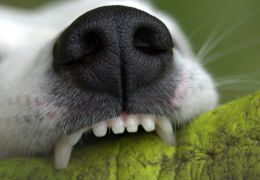 Como manter os dentes do seu cachorro limpos em 5 passos