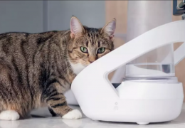 Empresa consegue aprovação da Anatel para bebedouro inteligente destinado a gato