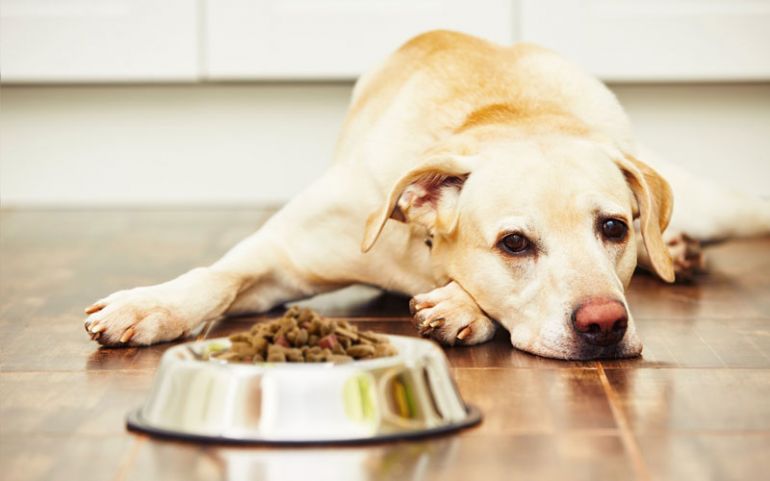 Confira alguns possíveis motivos para seu cachorro comer mais ou menos