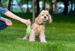 5 dicas para corrigir cão que come fezes