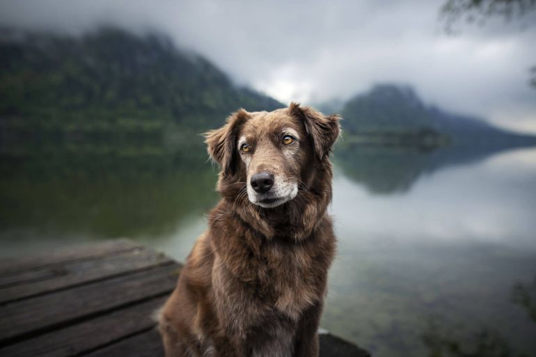 Cães idosos e cegos: confira algumas dicas de como cuidar dos pets