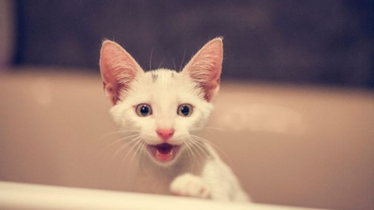 Dentes de leite em gatos: Saiba o que fazer quando eles começam a cair