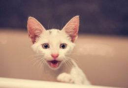 Dentes de leite em gatos: Saiba o que fazer quando eles começam a cair
