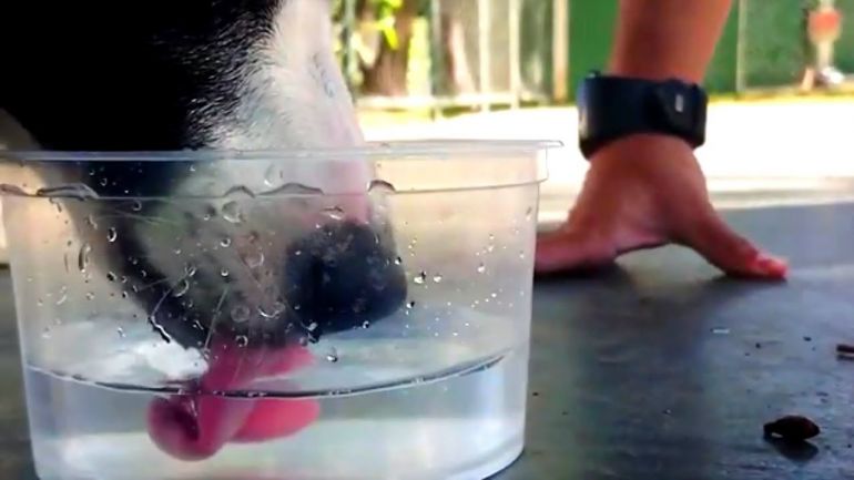 Confira alguns motivos que podem levar o cão a beber menos água