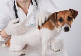Saiba quantas vacinas o seu cachorro precisa tomar