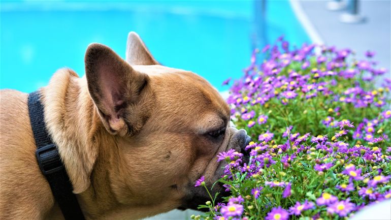 Cachorros podem ter alergias durante a primavera?