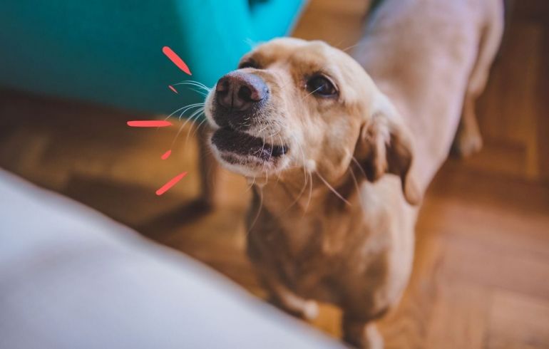Confira alguns motivos para os cães latirem dentro de casa