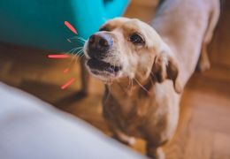 Confira alguns motivos para os cães latirem dentro de casa