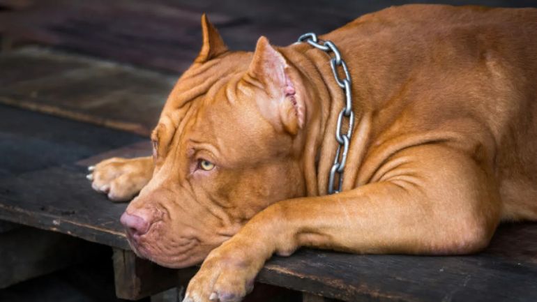 3 mitos sobre a raça pitbull que precisam ser derrubados