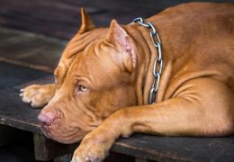 3 mitos sobre a raça pitbull que precisam ser derrubados