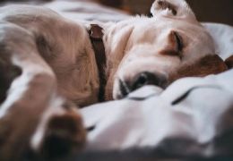 Estudo afirma que dormir com cão pode aliviar dores