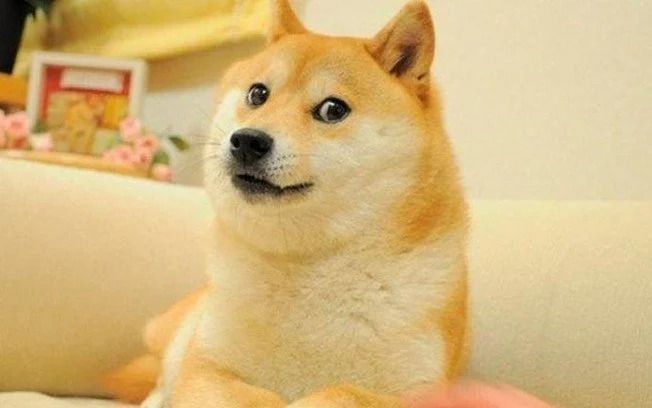 Cachorro do meme “Doge” completa 16 anos de vida
