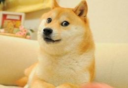 Cachorro do meme “Doge” completa 16 anos de vida