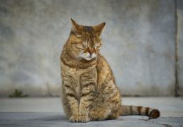 5 dicas para melhorar a qualidade de vida do gato idoso