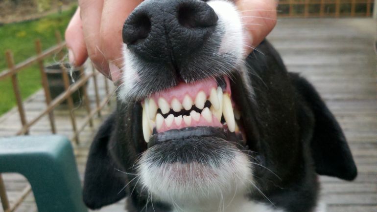 O que fazer quando o cachorro quebra o dente?