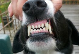 O que fazer quando o cachorro quebra o dente?
