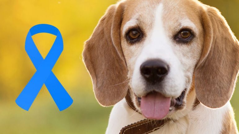 Saiba como identificar o câncer de próstata em cachorros