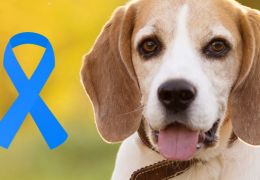Saiba como identificar o câncer de próstata em cachorros
