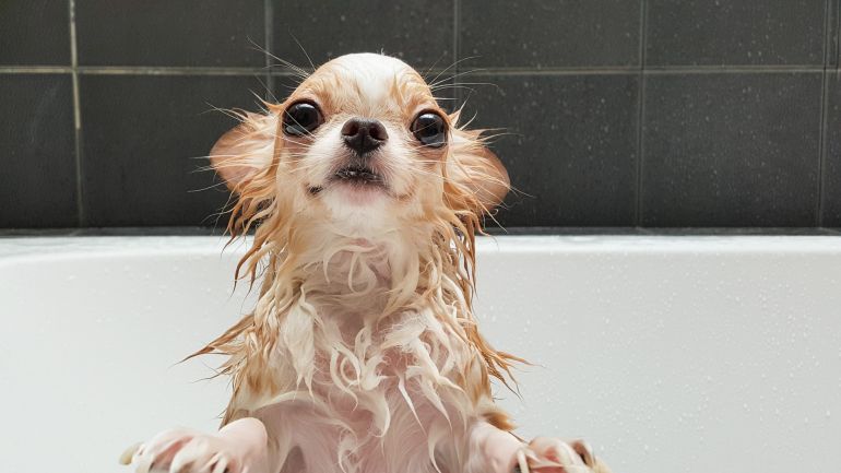 Por que cachorros ficam agitados depois do banho?