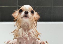 Por que cachorros ficam agitados depois do banho?
