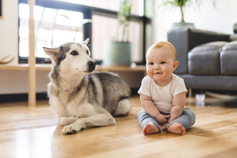 Cachorros e novos bebês: Confira dicas para lidar com a situação