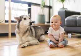 Cachorros e novos bebês: Confira dicas para lidar com a situação
