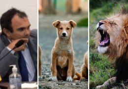 Vereador propõe dar cães e gatos de rua para leões em zoo