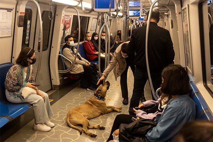 Cachorro fica famoso em Istambul por andar de ônibus sozinho