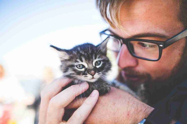 5 dicas para você se tornar um bom pai de gatos