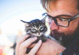5 dicas para você se tornar um bom pai de gatos