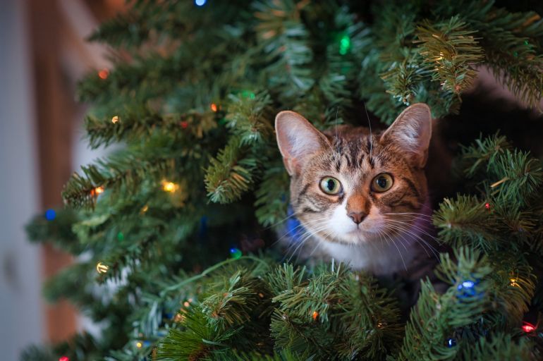 Saiba como manter os gatos longe da árvore de natal