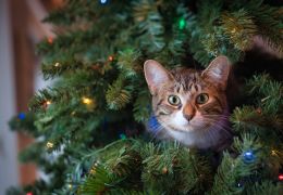 Saiba como manter os gatos longe da árvore de natal